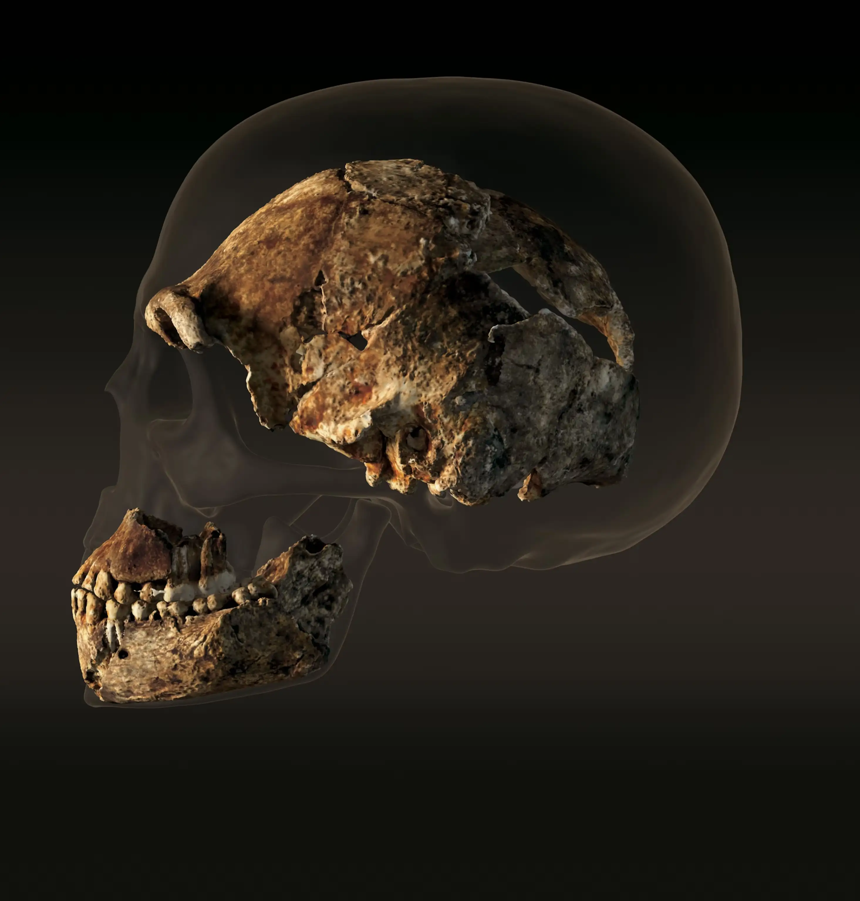 Homo naledi头骨与现代人类头骨的对比