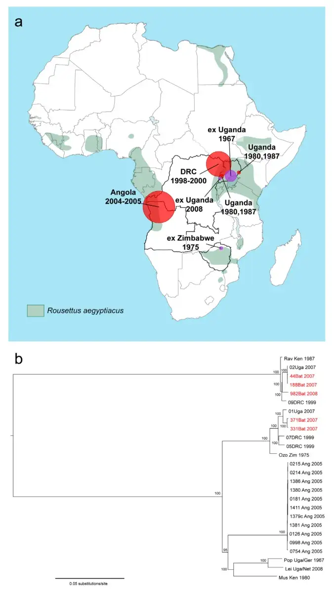马尔堡病毒地理分布和系统发育分析