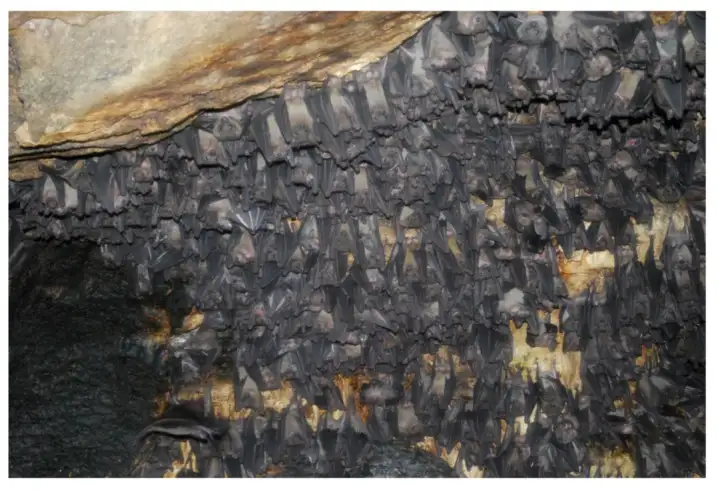 埃及果蝠——马尔堡病毒的天然宿主