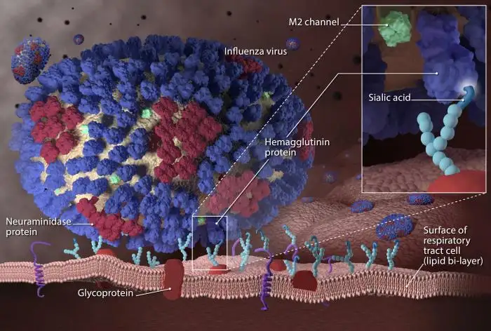 流感病毒感染初期阶段的三维示意图