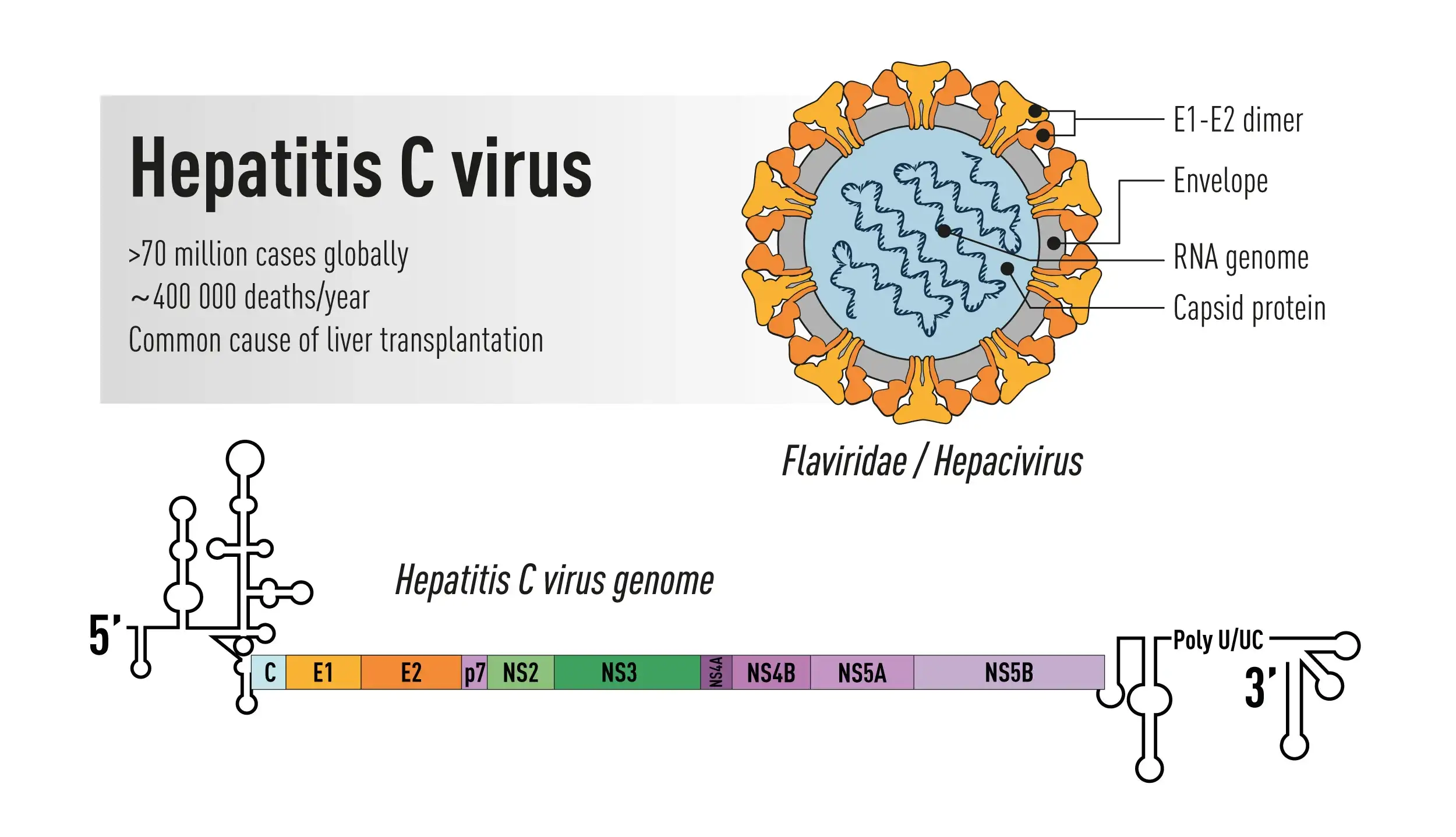丙型肝炎病毒的结构示意图