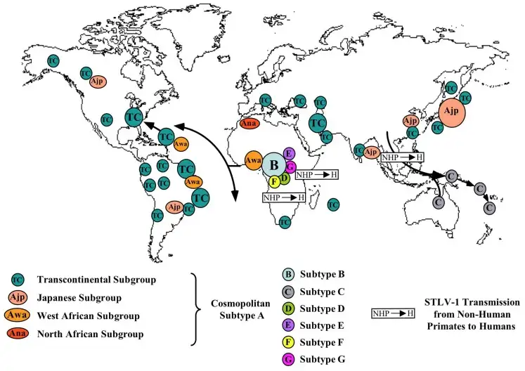 HTLV-1分子亚型分布