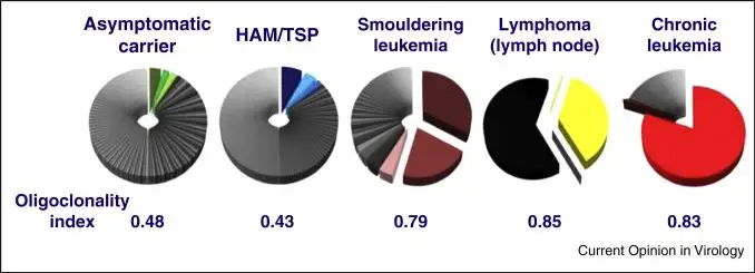 HTLV-1克隆扩增机制