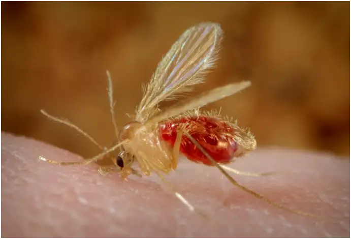 白蛉吸血时的显微照片