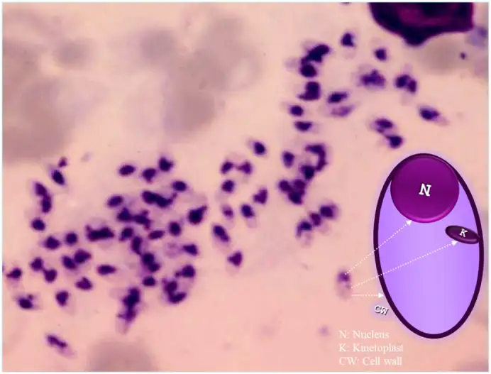 利什曼原虫无鞭毛体的显微镜观察