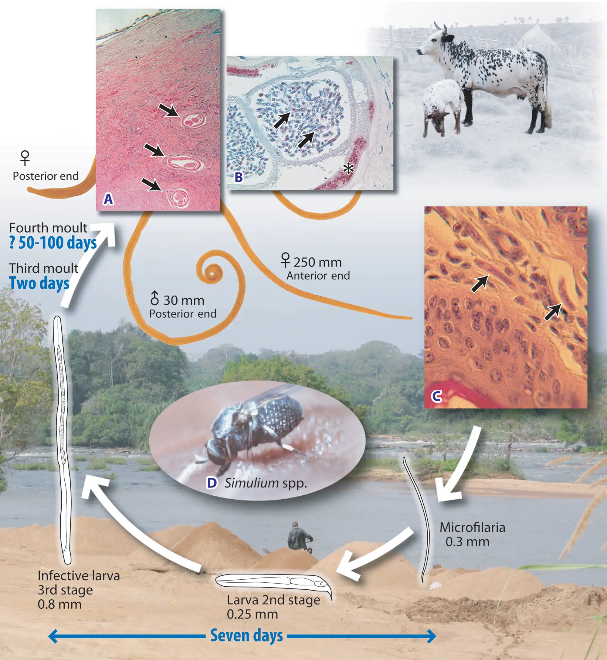 盘尾丝虫与盘尾丝虫蚴生命周期比较