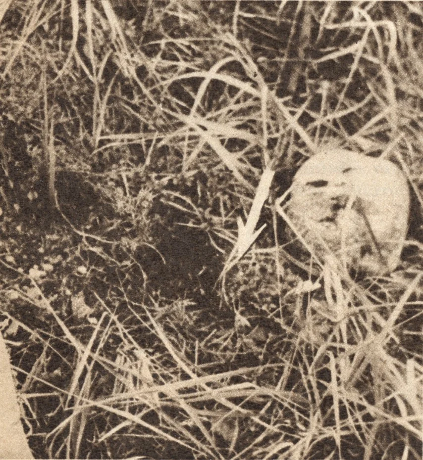 Kyllikki 的鞋子被发现的位置