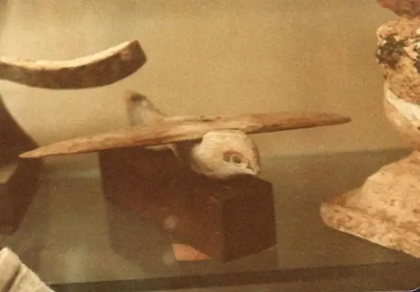 萨卡拉鸟正面照片