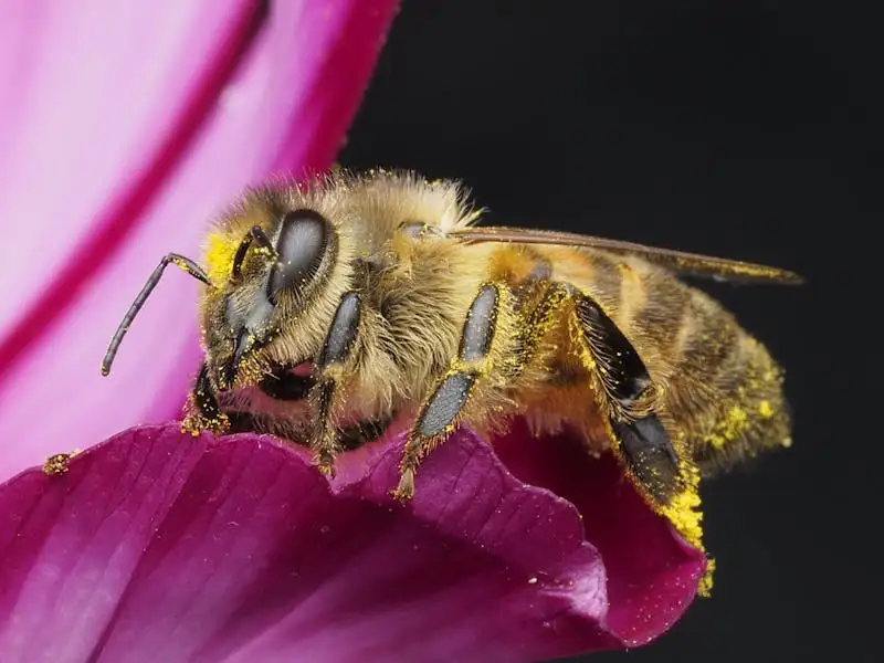 蜜蜂携带花粉球飞行