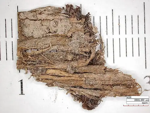 出土的有机绳索