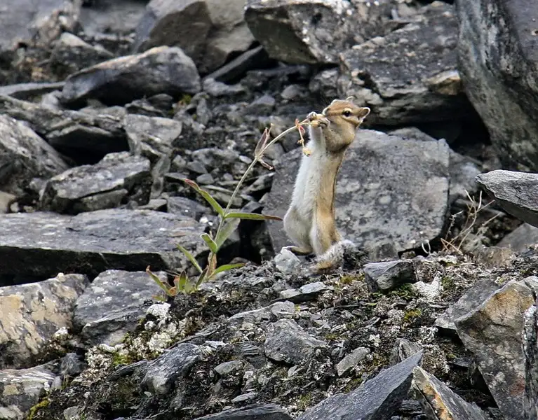 陨石坑内的花栗鼠