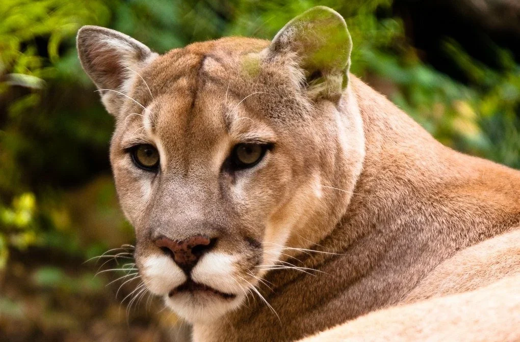 美洲狮可能是失踪的原因之一