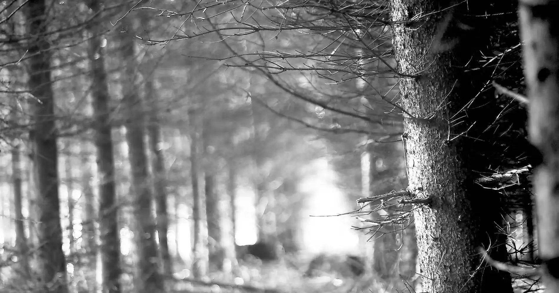 瑞典拉普兰的北极荒原，这里是发现无名青年尸体的地方