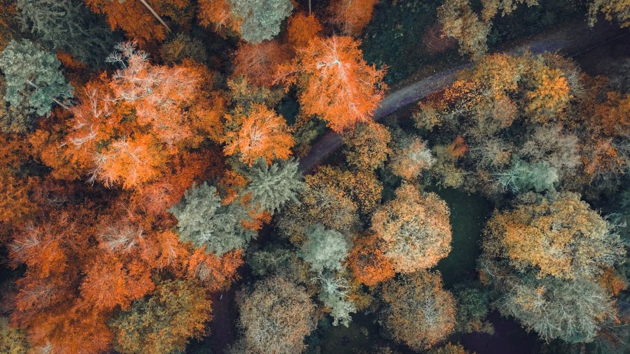 瑞士森林俯瞰,与案发地塞文周边地形相似