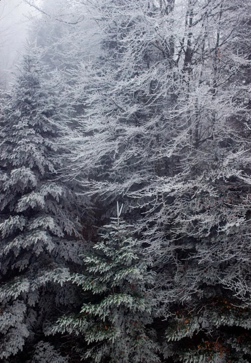 瑞士冬日森林,塞文案发生在初夏时节