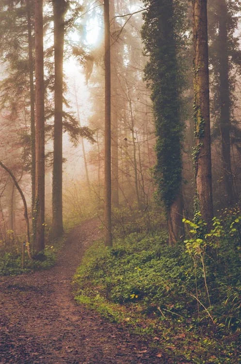 瑞士秋季森林小径,塞文村周边的森林地带
