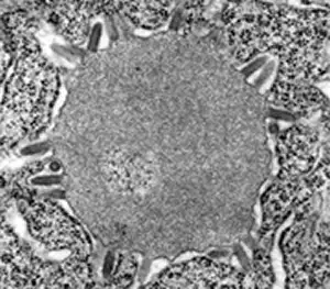 内基小体形成的早期阶段