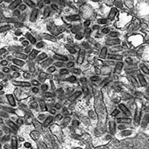 狐狸唾液腺中的狂犬病毒