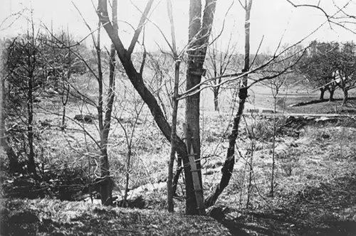 樱桃树:戈达德梦想的起点