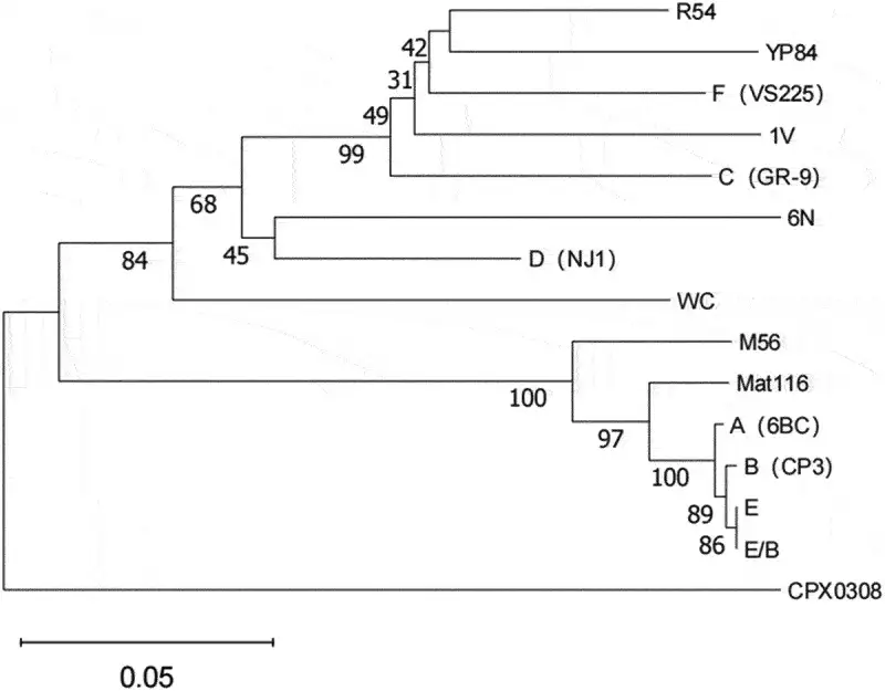 C. psittaci基因型系统发育树