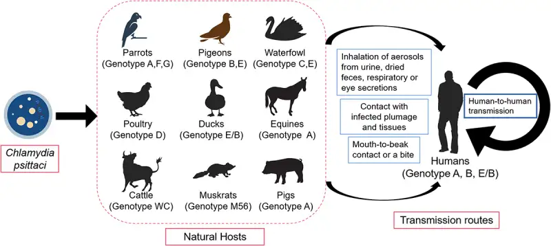 C. psittaci宿主和传播途径