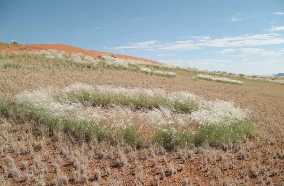 成熟仙女圈近景