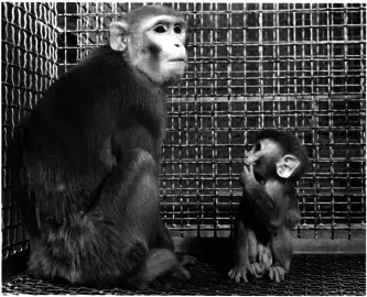 由代母抚养长大的母猴与幼崽