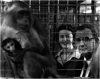 哈洛与玛格丽特在灵长类实验室