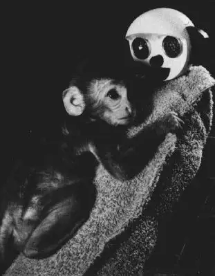 猴子与代母在恐惧测试中的反应