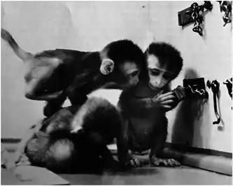 幼猴在测试环境中