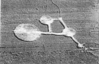 麦田怪圈植物样本研究