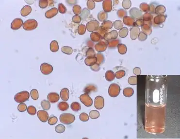 喀拉拉邦红雨细胞显微镜照片