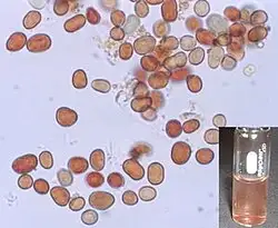 红雨细胞光学显微镜照片