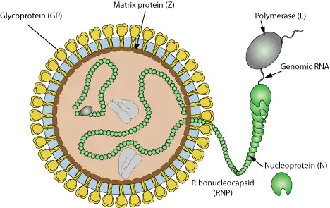 沙粒病毒结构示意图