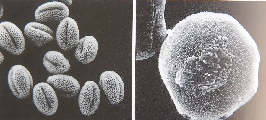 显微镜下的不同花粉样本