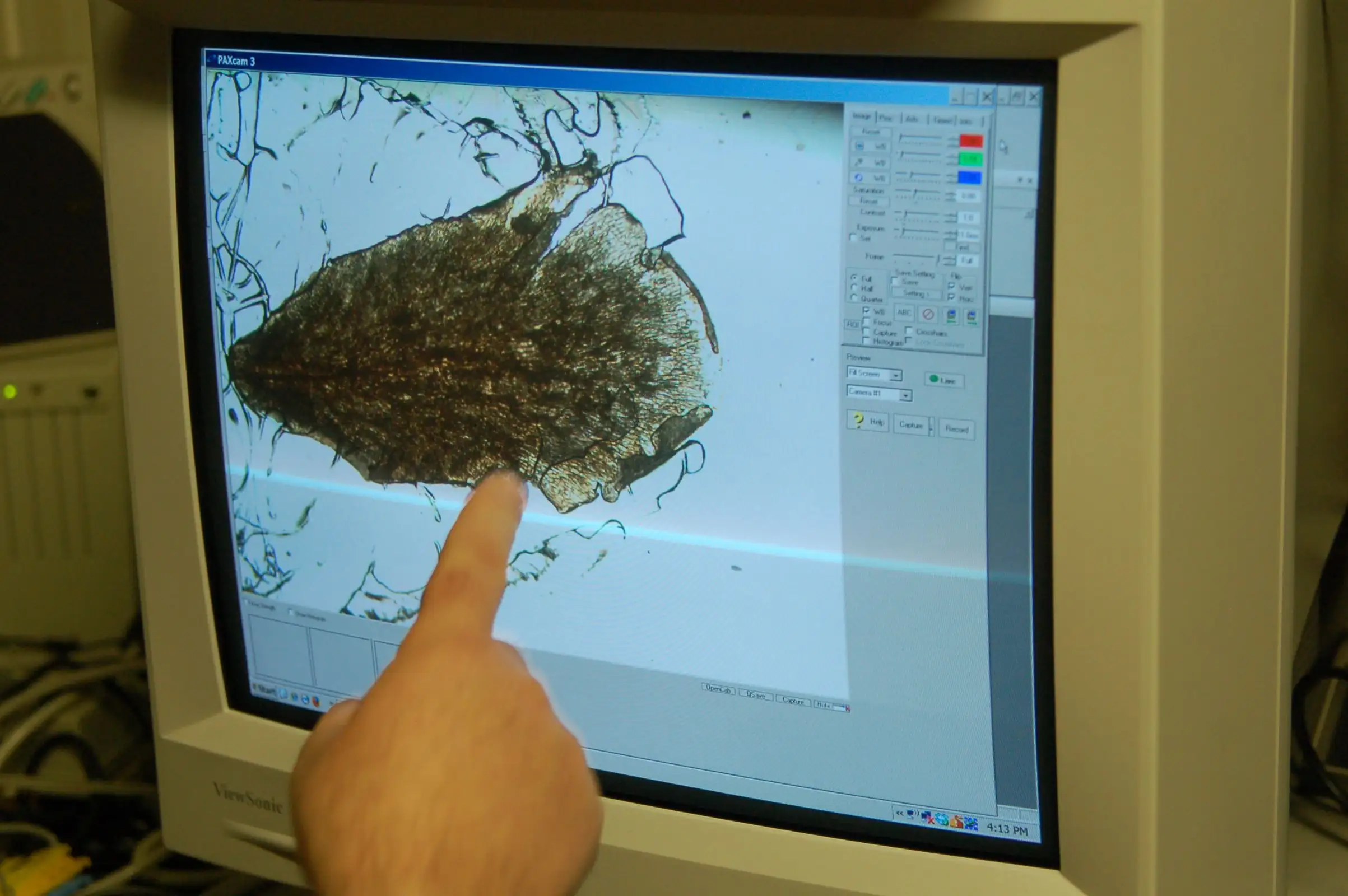 花粉研究样本的胶带图像