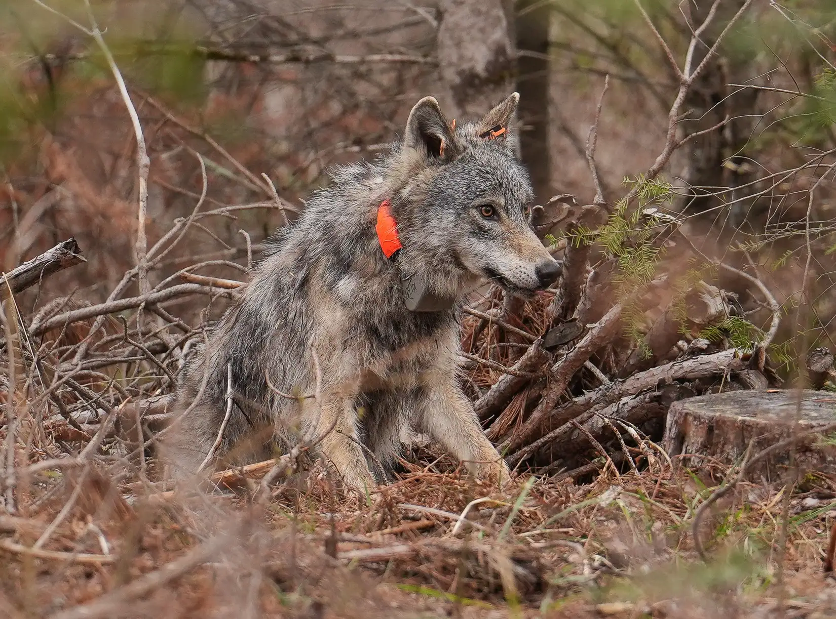 明尼苏达州狼群照片
