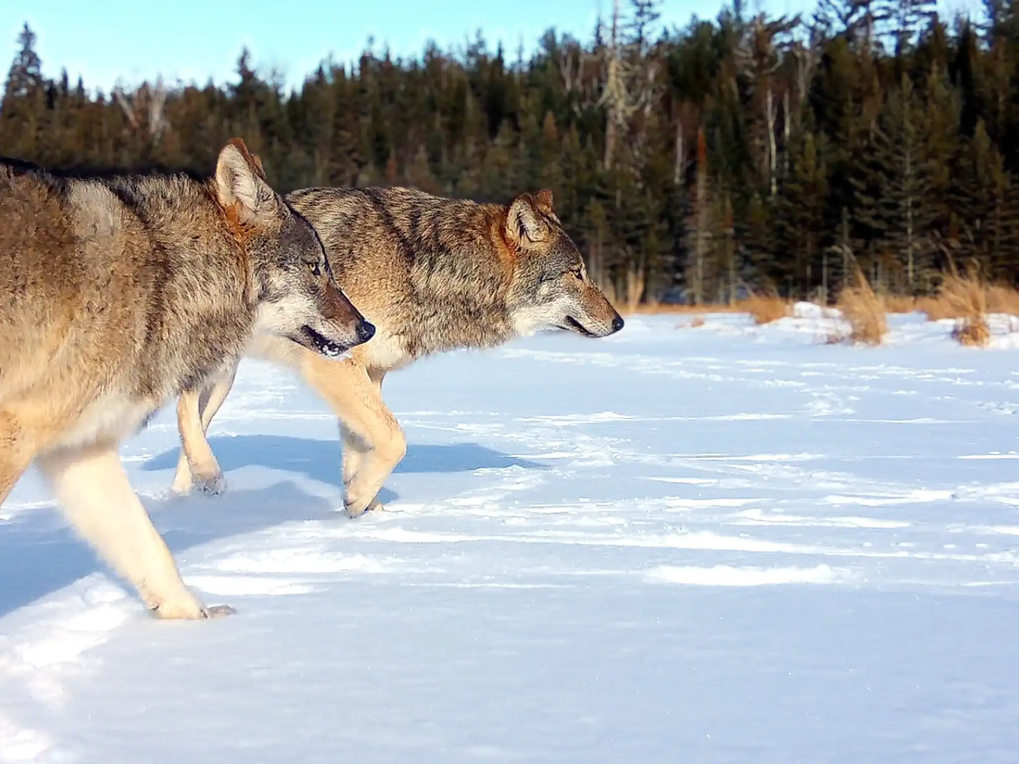 狼群在冰冻的海狸池塘上行走