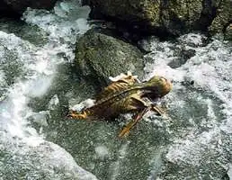 奥茨冰人被发现时的现场照片