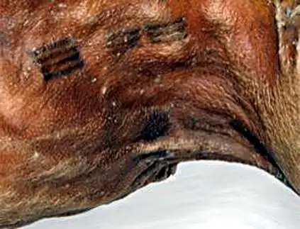 奥茨冰人身上的纹身分布图