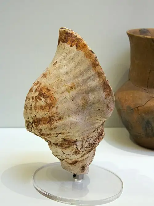 相关米诺斯文物:海螺号角