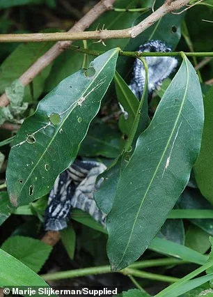 被撕碎的裤子碎片