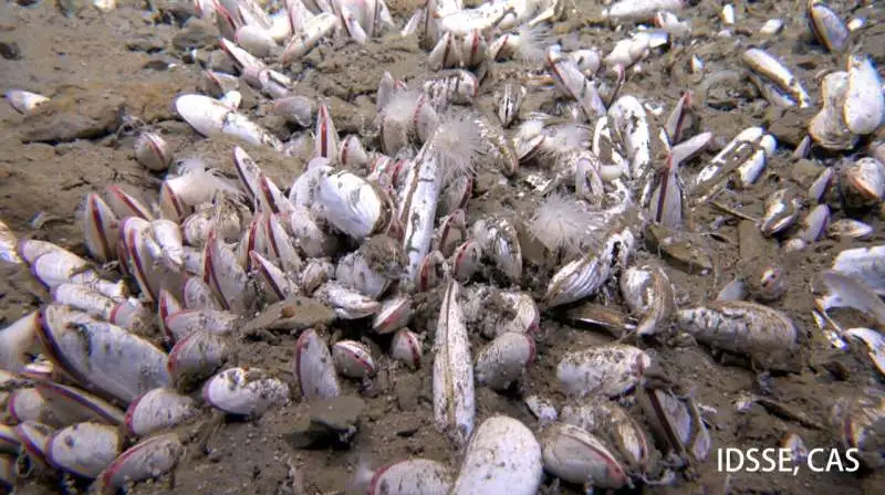 Dense aggregation of vesicomyid bivalves in the sediment at 5743 meters