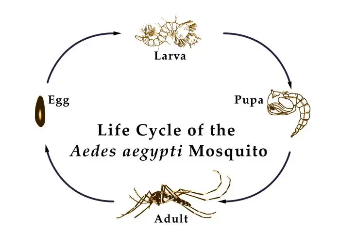 埃及伊蚊生命周期图解