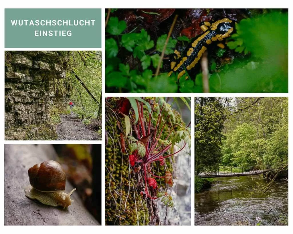 Wutach峡谷的原始森林景观