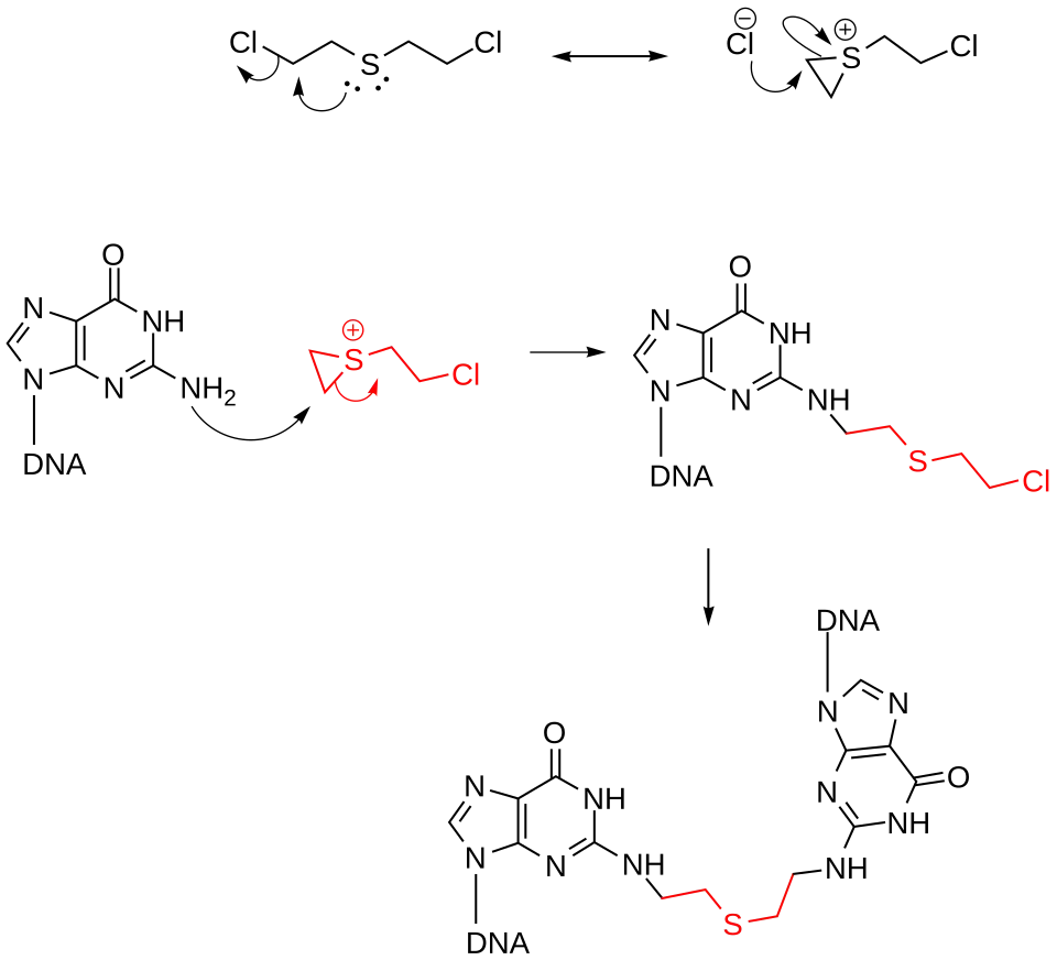 芥子气毒害机理示意图