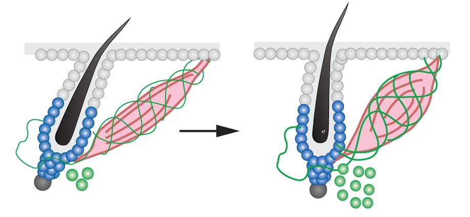 哈佛大学研究：鸡皮疙瘩与毛囊干细胞