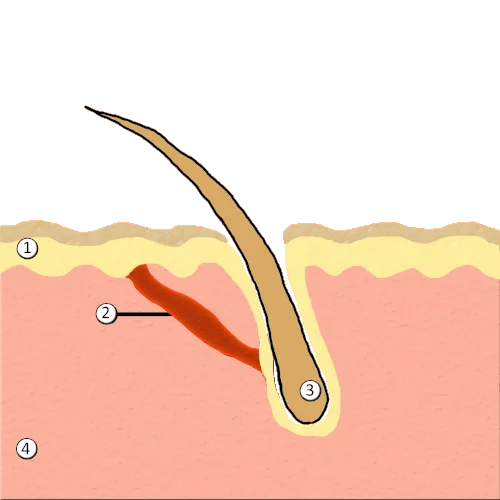 立毛反应动画演示