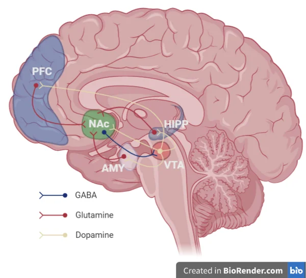 中脑皮层边缘回路示意图
