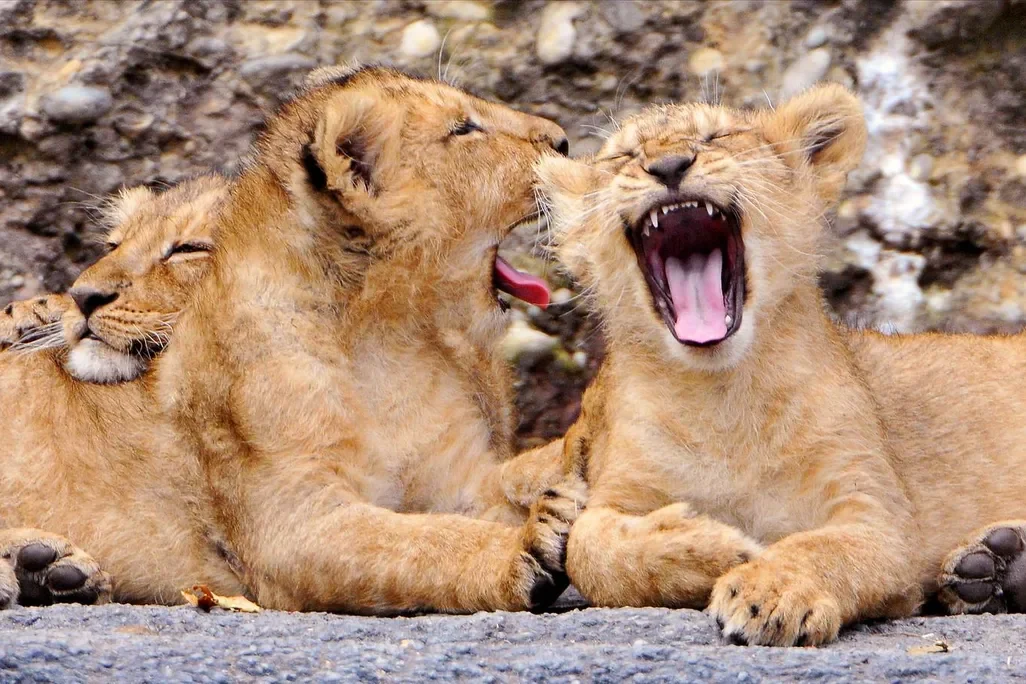 狮子的传染性哈欠